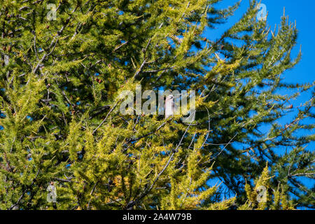 Luce della sera in riva al lago di Sils in Engadina Foto Stock