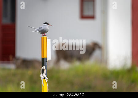 Arctic Tern, Breidafjordur, West fiordi, Islanda Foto Stock