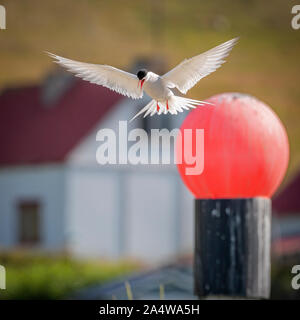 Arctic Tern, Breidafjordur, West fiordi, Islanda Foto Stock