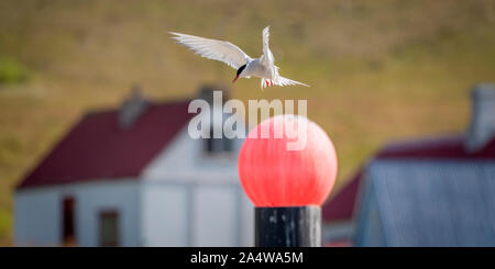 Arctic Tern, Breidafjordur, West fiordi, Islanda Foto Stock