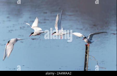 Le sterne artiche, Breidafjordur, West fiordi, Islanda Foto Stock