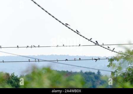 Rondini , Hirundinidae, uccelli su un filo contro il cielo luminoso Foto Stock