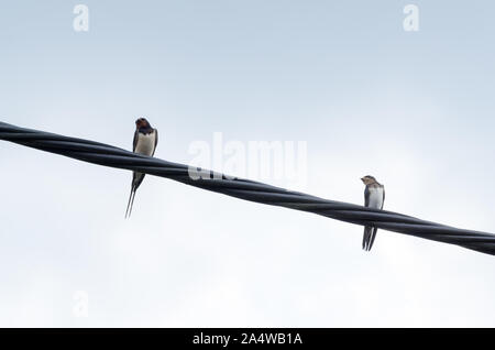 Rondini , Hirundinidae, uccelli su un filo contro il cielo luminoso Foto Stock