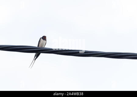 Rondini , Hirundinidae, uccelli su un filo contro il cielo luminoso Foto Stock