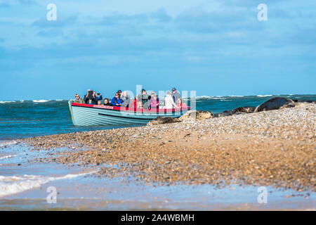 Le imbarcazioni turistiche fuori osservando il grigio e il comune o le guarnizioni di tenuta del porto (Phoca vitulina) sulla spiaggia al punto Blakeney Norfolk England Regno Unito Foto Stock