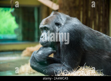 Berlino, Germania - 5 agosto 2019: grande gorilla pensando a lo zoo di Berlino - Germania Foto Stock