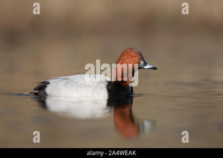 Maschi adulti Pochard comune (Aythya ferina) nuoto sulle sponde di un lago in primavera Foto Stock