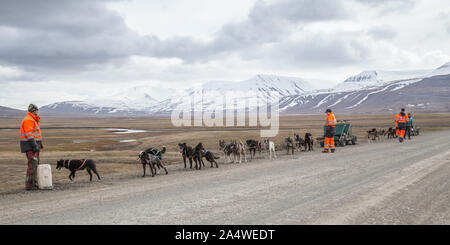 Husky sleddog su ruote in estate a Longyearbyen, Svalbard, Norvegia Foto Stock