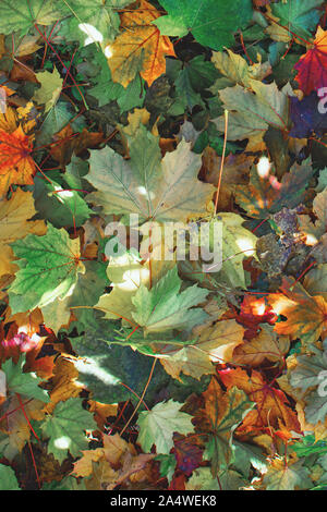 Appena caduto foglie di autunno da piante Foto Stock