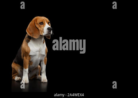 Razza cane Beagle seduto e guardando il lato isolato su sfondo nero, vista di profilo Foto Stock