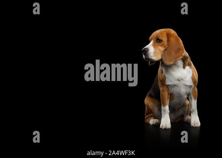 Razza cane Beagle seduto e guardando il lato isolato su sfondo nero, vista di profilo Foto Stock