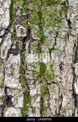 Consistenza naturale - corteccia scanalata sulla coppia tronco di albero della mela close up Foto Stock