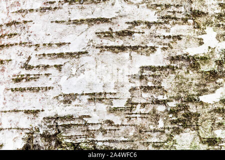 Consistenza naturale - bianco a trama sulla corteccia del tronco di betulla (betula alba) close up Foto Stock