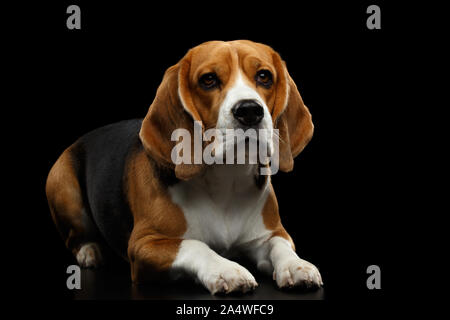 Razza cane Beagle giacenti e guardando nella telecamera isolata su sfondo nero, vista frontale Foto Stock