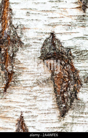 Consistenza naturale - nodose corteccia sul tronco di betulla (Betula pendula) close up Foto Stock