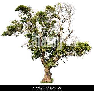 Struttura di esclusione. Antico albero tropicale isolata su sfondo bianco. Grande albero di Savannah coperto con foglie verdi. La vegetazione esotica. Foto Stock