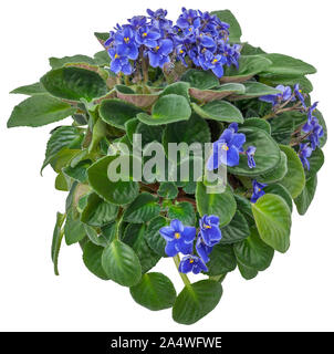 Intaglio African Violet. Siepe di fiori isolati su sfondo bianco. Bouquet di fiori blu per paesaggistica o garden design. Alta qualità di maschera di ritaglio Foto Stock