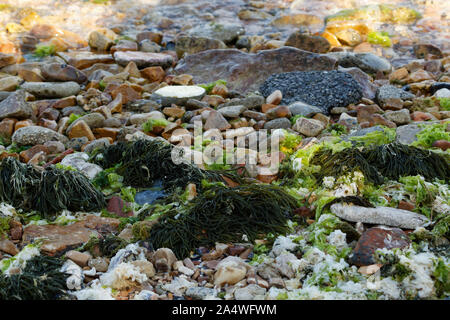 Anemonia Viridis, noto anche come snakelocks anemone è un animale di mare trovato nel mare Mediterraneo. Anemone vengono a riva in Prince Isole al Mar di Marmara Foto Stock