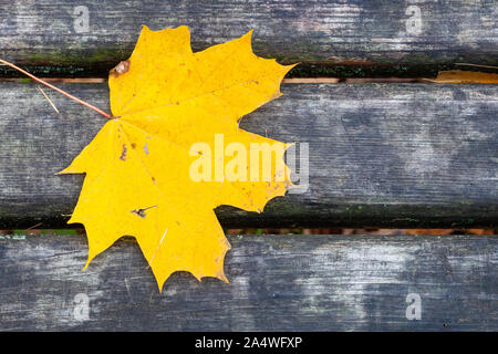 Vista superiore della gialla singola Foglia di acero sul grigio bagnato panca in legno nel parco della città nel tardo autunno Foto Stock