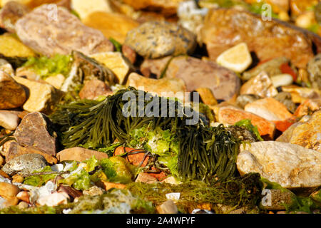 Anemonia Viridis, noto anche come snakelocks anemone è un animale di mare trovato nel mare Mediterraneo. Anemone vengono a riva in Prince Isole al Mar di Marmara Foto Stock