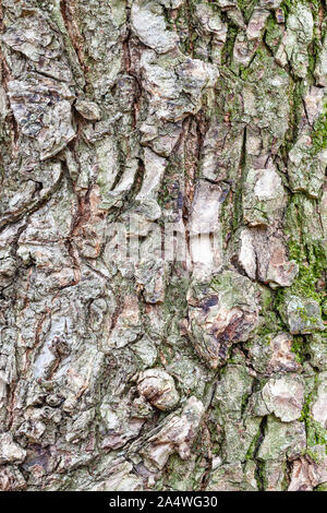 Consistenza naturale - corteccia ruvida sulla coppia tronco di olmo (Ulmus laevis) close up Foto Stock