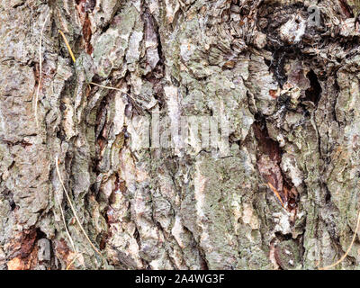 Consistenza naturale - nodose corteccia sulla coppia tronco di larice ( Larix sibirica) close up Foto Stock