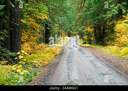 Un wet strada di ghiaia si snoda attraverso una crescita vecchia foresta pluviale temperata in autunno e in Oregon Cascade Mountains. Foto Stock