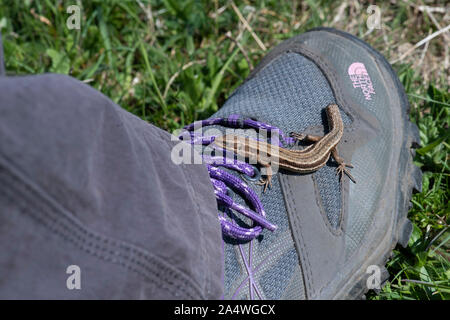 Lucertola comune, Zootoca vivipara, Samphire Hoe, Dover, Kent, Regno Unito su walking boot, con coda ritagliata, lucertola vivipara, inusuale tra i rettili come inc Foto Stock