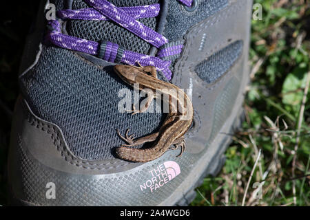 Lucertola comune, Zootoca vivipara, Samphire Hoe, Dover, Kent, Regno Unito su walking boot, con coda ritagliata, lucertola vivipara, inusuale tra i rettili come inc Foto Stock