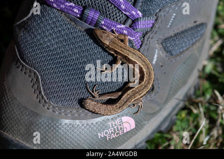 Lucertola comune, Zootoca vivipara, Samphire Hoe, Dover, Kent, Regno Unito su walking boot, con coda ritagliata, lucertola vivipara, inusuale tra i rettili come inc Foto Stock