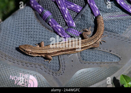 Lucertola comune, Zootoca vivipara, Samphire Hoe, Dover, Kent, Regno Unito su walking boot, con coda ritagliata, lucertola vivipara, inusuale tra i rettili come inc Foto Stock