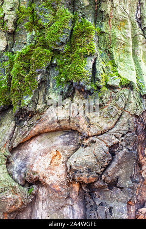 Consistenza naturale - nodose corteccia sulla coppia tronco della quercia (Quercus robur) close up Foto Stock