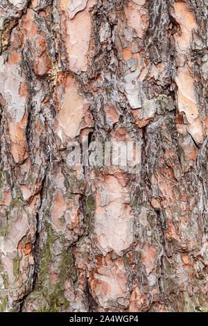 Consistenza naturale - corteccia ruvida sul vecchio tronco di albero di pino close up Foto Stock