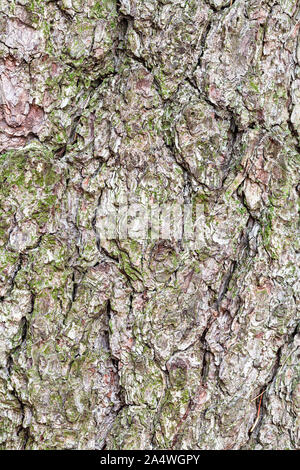 Consistenza naturale - nodose corteccia sul vecchio tronco di albero di pino close up Foto Stock