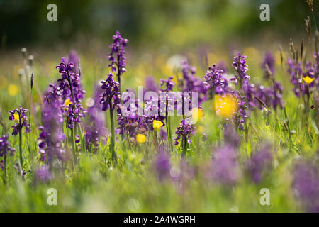 Green Winged Orchid, Anacamptis morio Marden Prato Riserva Naturale, Kent REGNO UNITO, unimproved fieno prato, chalkland Foto Stock