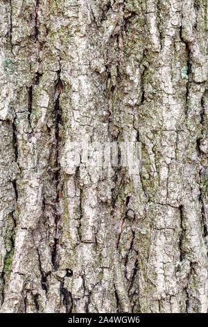 Consistenza naturale - corteccia scanalato sul tronco vecchio di pioppo (Populus nigra) close up Foto Stock