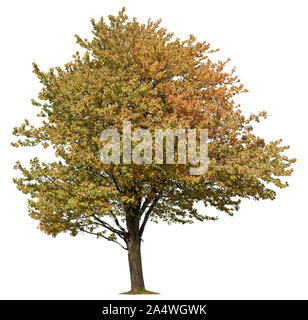 Albero in autunno con foglie colorate. Albero isolato su sfondo bianco. Alta qualità di maschera di ritaglio per la composizione professionale. Foto Stock