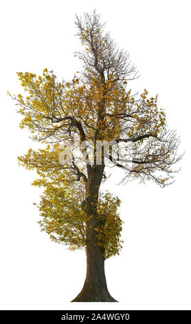 Albero in autunno con foglie colorate. Albero isolato su sfondo bianco. Alta qualità di maschera di ritaglio per la composizione professionale. Foto Stock