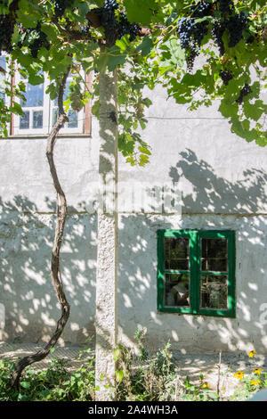 Vecchio arrugginito finestra verde con bottiglie dietro il vetro esterno dell'edificio. Danneggiamento della vernice verde texture su una finestra Foto Stock