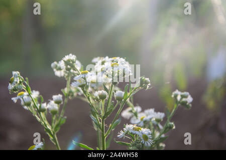 Piccoli bianchi e soffici margherite nel giardino di fiori di campo in campo tra l'erba verde, autunno scena, bianco e fiori di colore giallo Foto Stock