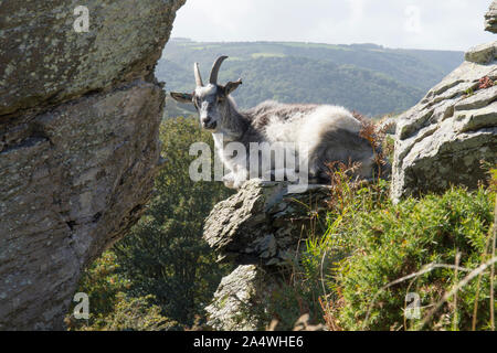 Capra selvatici posa sulla roccia, sporgenza rocciosa, riposo, nella valle di rocce, Lynton, Exmoor Foto Stock