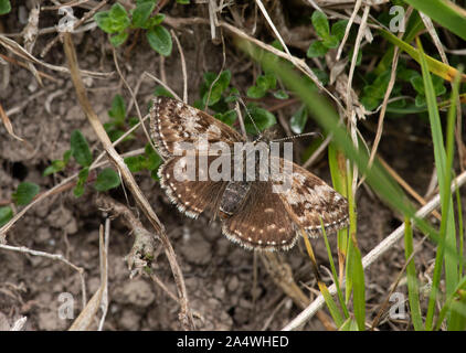 Squallido Skipper Butterfly, Erynnis tages, Femmina, Lydden Temple Ewell, Kent Wildlife Trust, UK, alette aperte in appoggio sul terreno Foto Stock