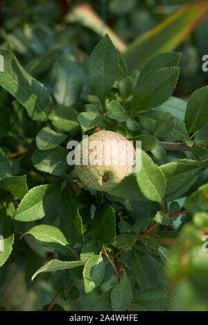 Chaenomeles speciosa ramo con i frutti acerbi Foto Stock