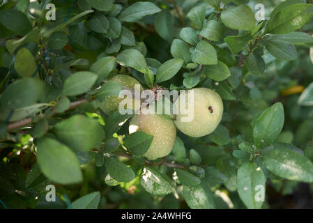 Chaenomeles speciosa ramo con i frutti acerbi Foto Stock