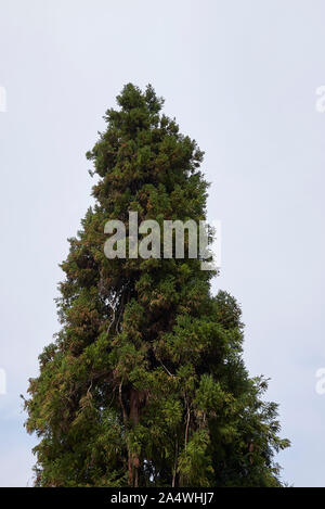 Cryptomeria japonica Albero sempreverde Foto Stock