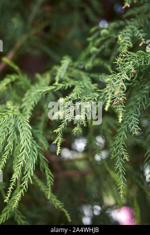 Cryptomeria japonica Albero sempreverde Foto Stock