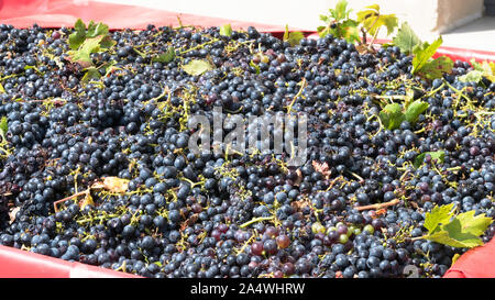 Bella raccolto di uve in vigneto in Manduria, in Puglia, regione di southen Italia. Il Primitivo produzione di vini rossi Foto Stock