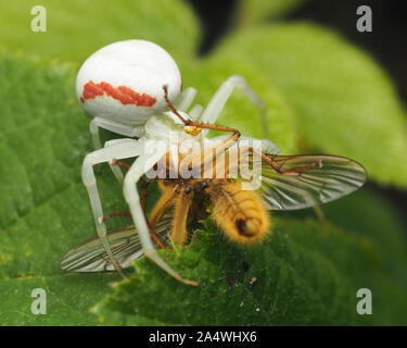 Femmina Misumena vatia ragno granchio con sterco di giallo fly preda. Tipperary, Irlanda Foto Stock