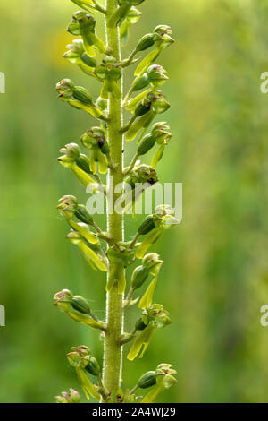 Twayblade comune, orchidea, Neottia ovata, Stoneless & Pegwell Bay Riserva Naturale, Kent REGNO UNITO, retroilluminazione da Sun Foto Stock