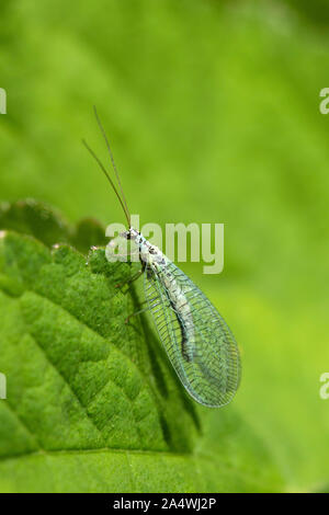 Green Lacewing, Chrysopa perla, Stoneless & Pegwell Bay Riserva Naturale, Kent REGNO UNITO Foto Stock